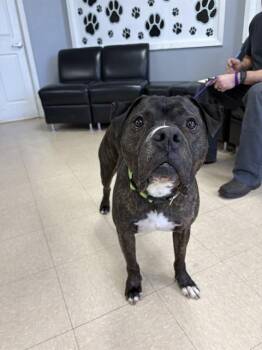 Pit Bull Terrier and American Bulldog Dogs Available for Adoption - WIZARD | PetCurious