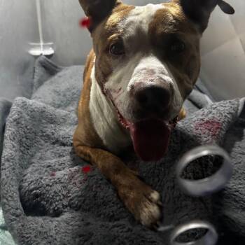 Mixed Breed Dogs Available for Adoption in Philadelphia, Pennsylvania - Beyblade | PetCurious