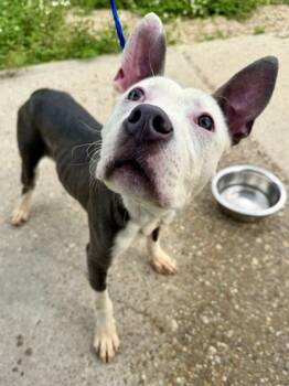 Bahari -  Pit Bull Terrier and Mixed Breed Dog for Adoption in New Orleans, Louisiana - Bahari | PetCurious