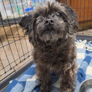 Donald -  Mixed Breed Dog for Adoption in Jefferson City, Tennessee - Donald | PetCurious