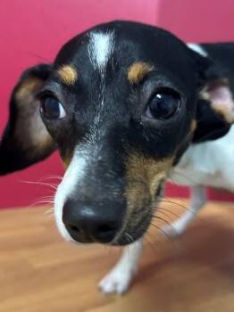 Penelope -  Beagle and Mixed Breed Dog for Adoption in Hawk Point, Missouri - Penelope | PetCurious