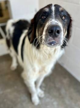 English Springer Spaniel Dogs Available for Adoption in Tom Bean, Texas - A2026 | PetCurious