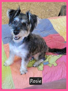 Rosie -  Schnauzer Dog for Adoption in Granbury, Texas - Rosie | PetCurious