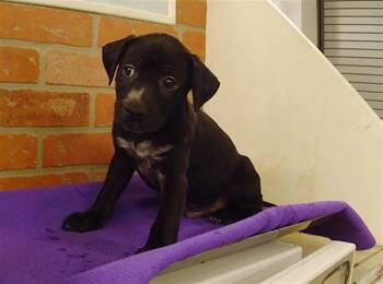 PUPPY 3 -  Chihuahua and Mixed Breed Dog for Adoption in Houston, Texas - PUPPY 3 | PetCurious
