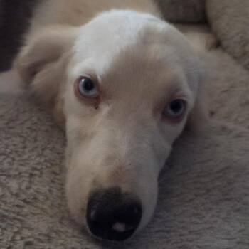 Heart -  Mixed Breed Dog for Adoption in Leander, Texas - Heart | PetCurious