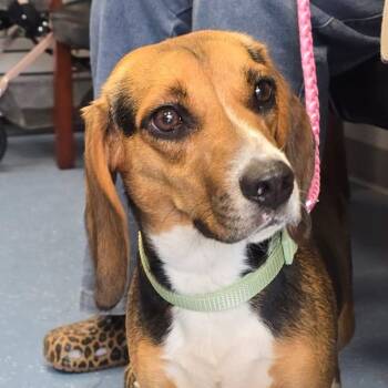 Cupcake L-21-26 -  Beagle Dog for Adoption in Watertown, New York - Cupcake L-21-26 | PetCurious