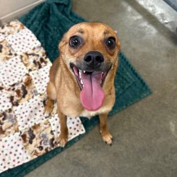 Noodle -  Miniature Pinscher and Terrier Dog for Adoption in Muncie, Indiana - Noodle | PetCurious