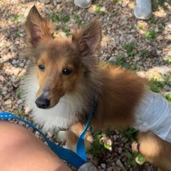 BRUCE -  Shetland Sheepdog Sheltie and Mixed Breed Dog for Adoption in Kyle, Texas - BRUCE | PetCurious