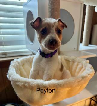 Beagle and Australian Cattle Dog Blue Heeler Dogs Available for Adoption - Peyton | PetCurious