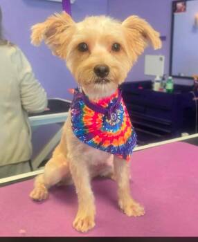 KENNEDY -  Yorkshire Terrier Dog for Adoption in Troutman, North Carolina - KENNEDY | PetCurious