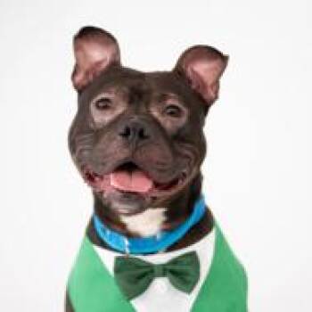 Bowie -  Mixed Breed Dog for Adoption in Vassalboro, Maine - Bowie | PetCurious