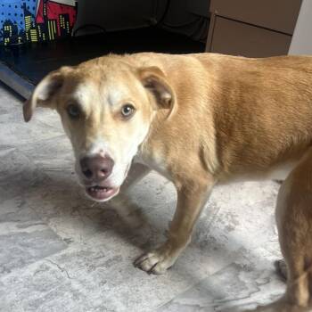Rusty -  Mixed Breed Dog for Adoption in Summerlee, West Virginia - Rusty | PetCurious