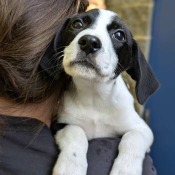 Gypsy -  Hound Dog for Adoption - Gypsy | PetCurious