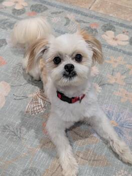 Chase -  Shih Tzu and Maltese Dog for Adoption in Baton Rouge, Louisiana - Chase | PetCurious