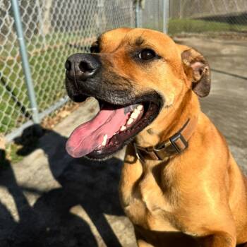 Boxer and Terrier Dogs Available for Adoption - Lincoln | PetCurious
