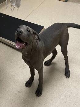 BUCK WILD -  Great Dane and Labrador Retriever Dog for Adoption in Clyde, North Carolina - BUCK WILD | PetCurious