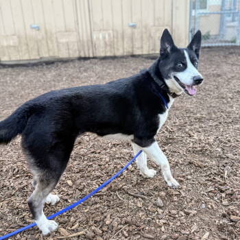 Rescue Husky and Shepherd Dogs for Adoption in Oakland, California - Sprouts | PetCurious