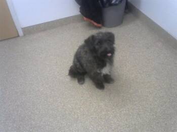 Schnauzer and Mixed Breed Dogs Available for Adoption - SUSIE | PetCurious