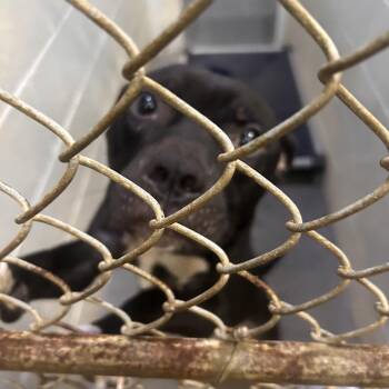 Siloh -  Pit Bull Terrier Dog for Adoption in Summerville, South Carolina - Siloh | PetCurious