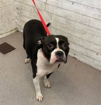 Rescue Pit Bull Terrier and Boxer Dogs for Adoption in San Bernardino, California - ALONDRA | PetCurious