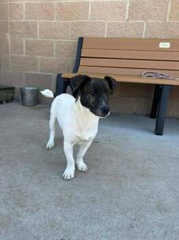 Jack Russell Terrier Dogs Available for Adoption in Newport, Kentucky - Weeble | PetCurious