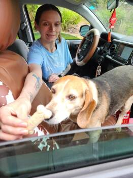 Lucky -  Beagle Dog for Adoption in Mocksville, North Carolina - Lucky | PetCurious