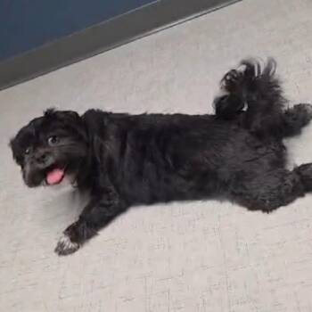 Chewy -  Shih Tzu and Dachshund Dog for Adoption in Alma, Wisconsin - Chewy | PetCurious