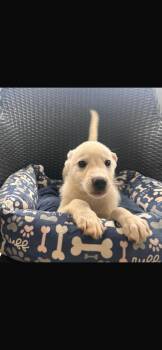 Petey -  Jindo and Mixed Breed Dog for Adoption in Virginia Beach, Virginia - Petey | PetCurious