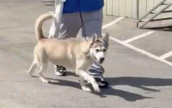 Siberian Husky Dogs Available for Adoption in Naperville, Illinois - Vince | PetCurious