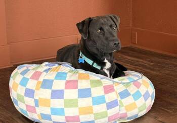 Moose -  Labrador Retriever Dog for Adoption in Lewiston, Idaho - Moose | PetCurious