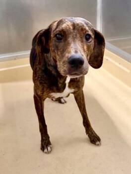 Willow -  Pit Bull Terrier Dog for Adoption in Burgaw, North Carolina - Willow | PetCurious