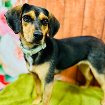 CeCe -  Beagle Dog for Adoption in Lebanon, Missouri - CeCe | PetCurious