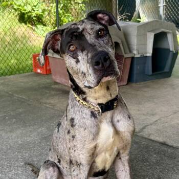 Dottie -  Great Dane Dog for Adoption in Waynesburg, Pennsylvania - Dottie | PetCurious