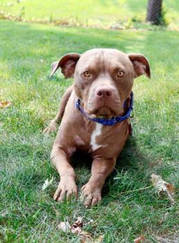Princess Kay - Foster to Adopt -  Mixed Breed Dog for Adoption in Savage, Minnesota - Princess Kay - Foster To Adopt | PetCurious