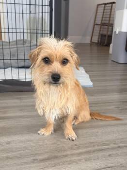 CLIO -  Terrier Dog for Adoption in Los Angeles, California - CLIO | PetCurious