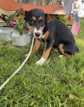 Corgi Dogs Available for Adoption in Lincoln University, Pennsylvania - Paisley | PetCurious