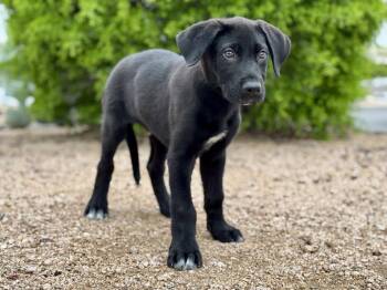 Great Dane and German Shepherd Dog Dogs Available for Adoption in Helotes, Texas - Bear | PetCurious