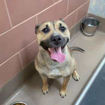Stella -  Mixed Breed Dog for Adoption - Stella | PetCurious