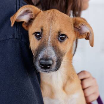 Rescue Mixed Breed Dogs for Adoption in Moab, Utah - Prairie | PetCurious