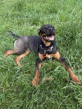 Shepherd Dogs Available for Adoption in Roxbury Township, New Jersey - Rumi | PetCurious