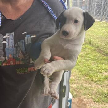 Ruby -  Mixed Breed Dog for Adoption in Austin, Texas - Ruby | PetCurious