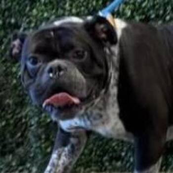 Seal -  Pit Bull Terrier and Boxer Dog for Adoption in Tacoma, Washington - Seal | PetCurious