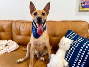 German Shepherd Dog and Black Mouth Cur Dogs Available for Adoption in Friendswood, Texas - Walter Fitzgerald | PetCurious