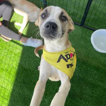 Salone -  Pit Bull Terrier and Cattle Dog Dog for Adoption in Phoenix, Arizona - Salone | PetCurious