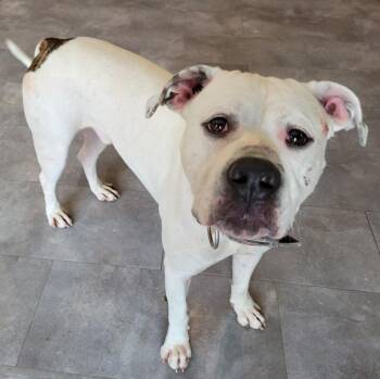 Rescue American Bulldog Dogs for Adoption in Lisbon, Ohio - Hades | PetCurious