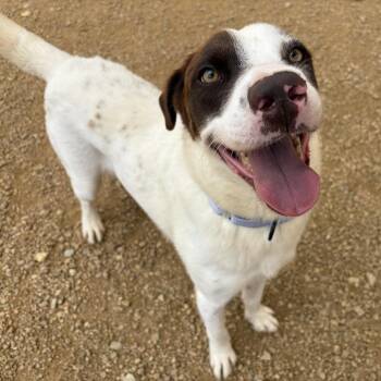 Ducky -  Mixed Breed Dog for Adoption in Bentonville, Arkansas - Ducky | PetCurious