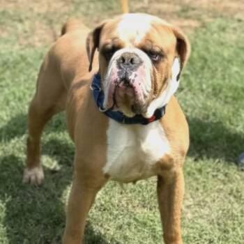 Bulldog Dogs Available for Adoption in Williston, Vermont - Sluggo | PetCurious