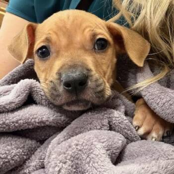 Grumpy (The 7 Dwarf Litter) -  Boxer Dog for Adoption in Corsicana, Texas - Grumpy (The 7 Dwarf Litter) | PetCurious