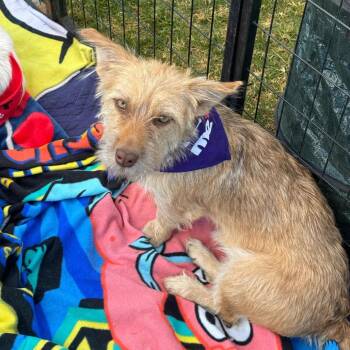 Grizzly -  Jack Russell Terrier and Cardigan Welsh Corgi Dog for Adoption in Phoenix, Arizona - Grizzly | PetCurious