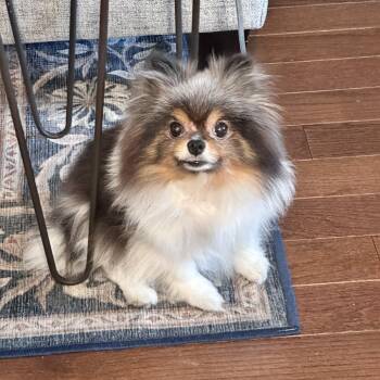Pomeranian Dogs Available for Adoption - Penelope 21449 | PetCurious